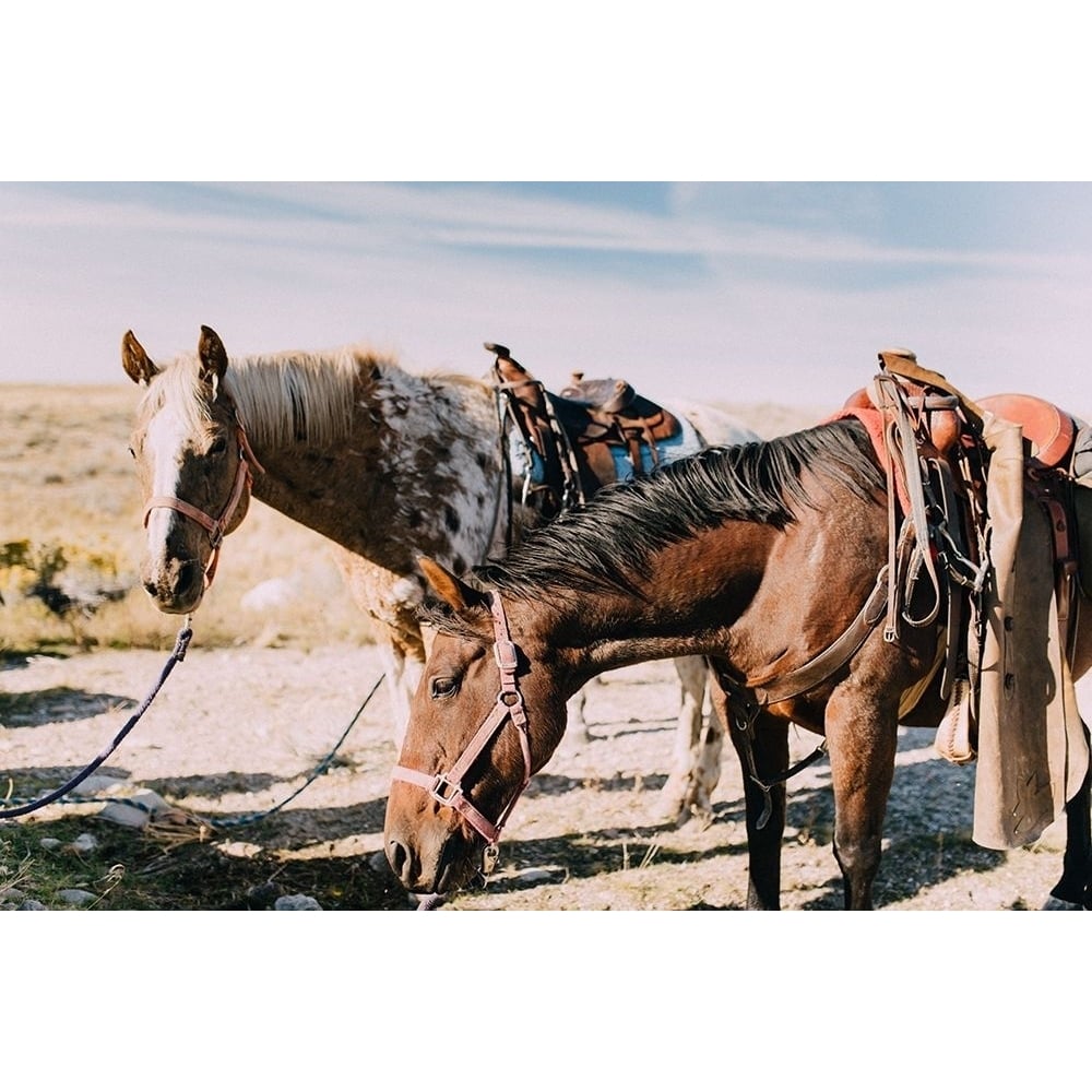 Two Saddle Horses I by Chelsea Victoria-VARPDXVC043A Image 1