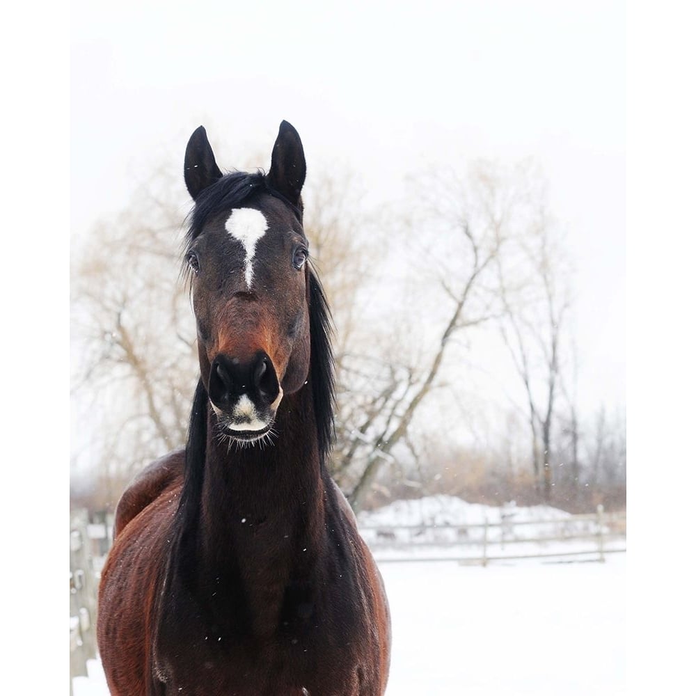 Stable Brown Horse Poster Print - Chelsea Kedron-VARPDXVC041A Image 1