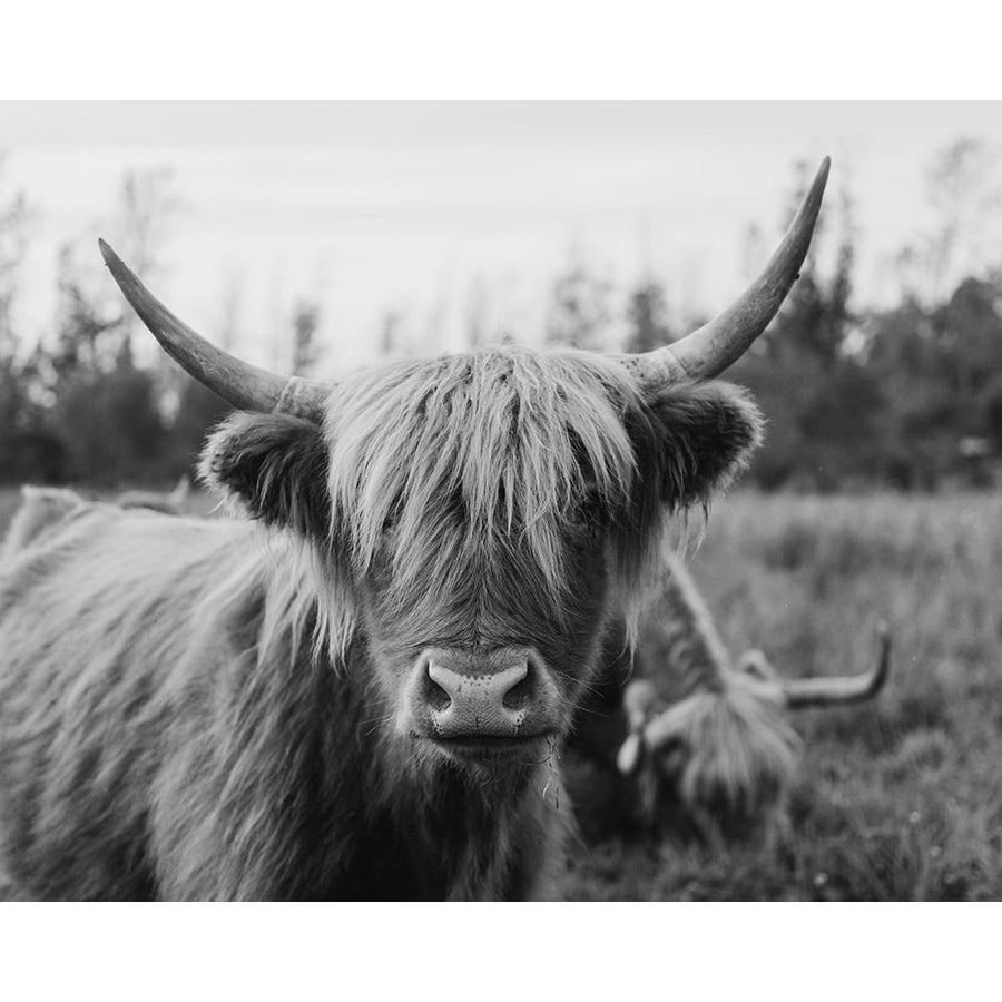 Cattle Smile by Chelsea Kedron-VARPDXVC119A Image 1