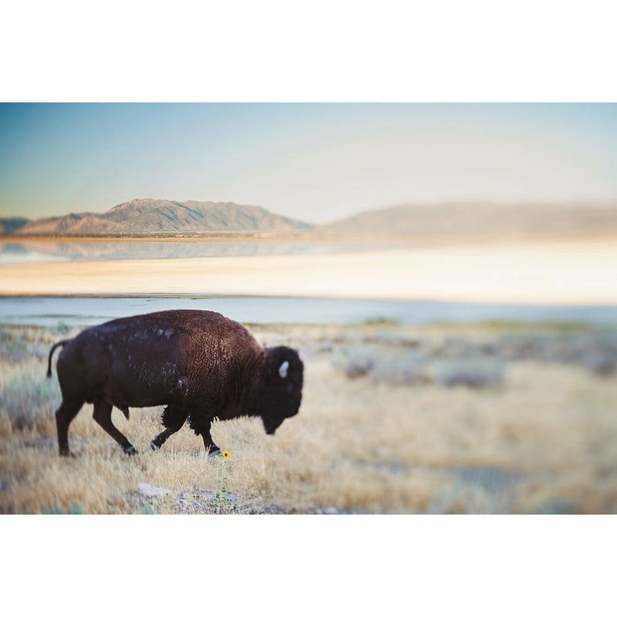 Bison in the Field by Chelsea Victoria-VARPDXVC045A Image 1