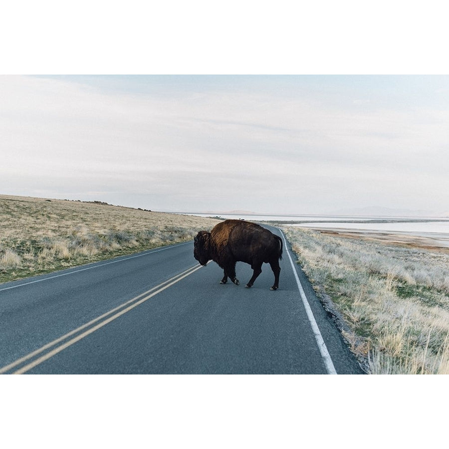 Bison Crossing by Chelsea Victoria-VARPDXVC046A Image 1