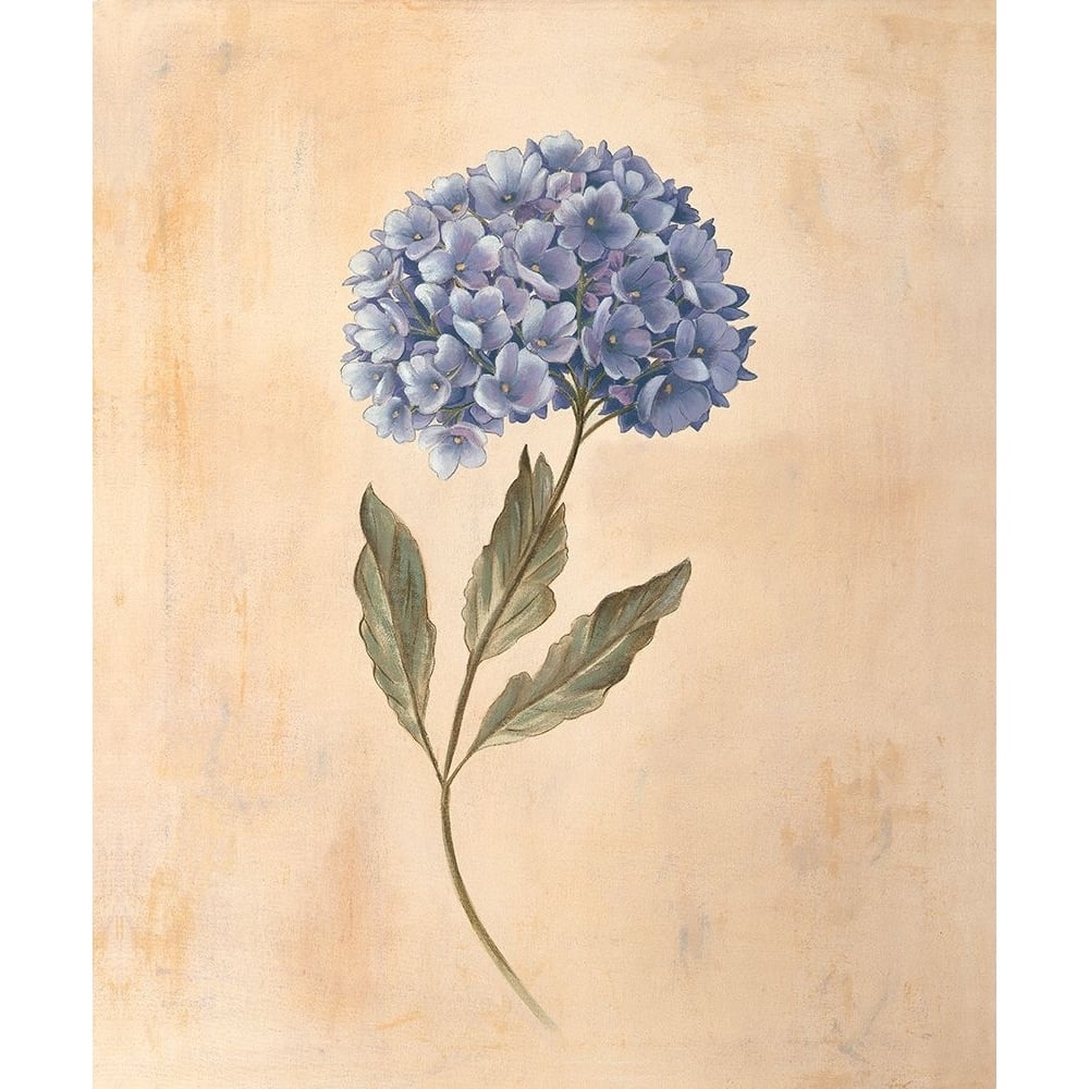 Hydrangea Poster Print - Virginia Huntington-VARPDXVH1577 Image 1