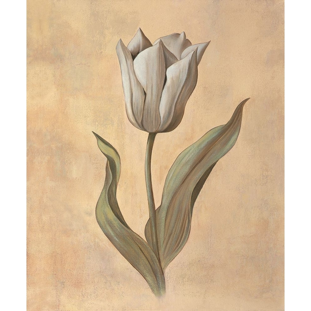 Tulip Poster Print - Virginia Huntington-VARPDXVH1576 Image 1