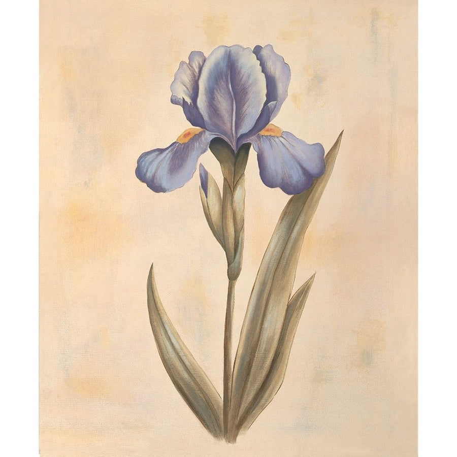 Iris Poster Print - Virginia Huntington-VARPDXVH1578 Image 1