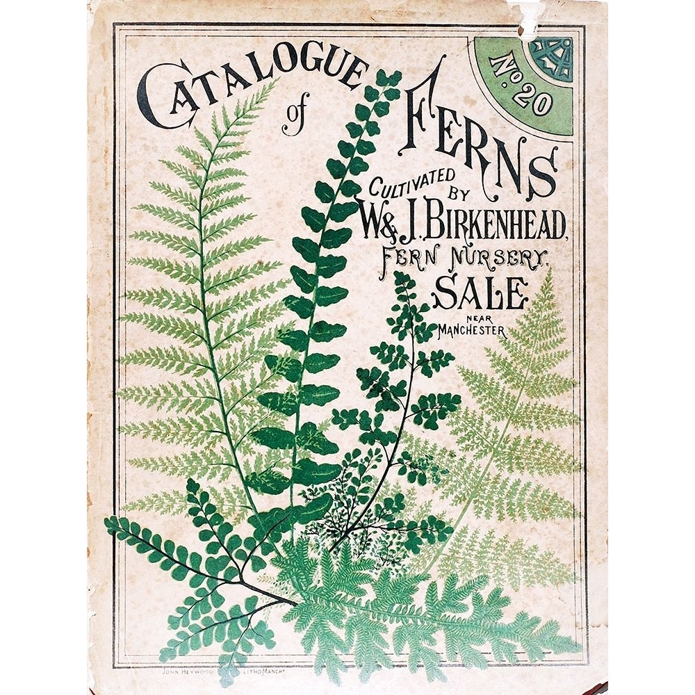 Ferns 2 Poster Print - Apple Collection Vintage-VARPDXVINAPP272594 Image 1