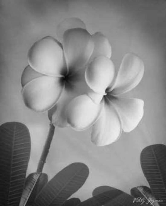 Plumeria I Poster Print by Vitaly Geyman-VARPDXVIT018 Image 1