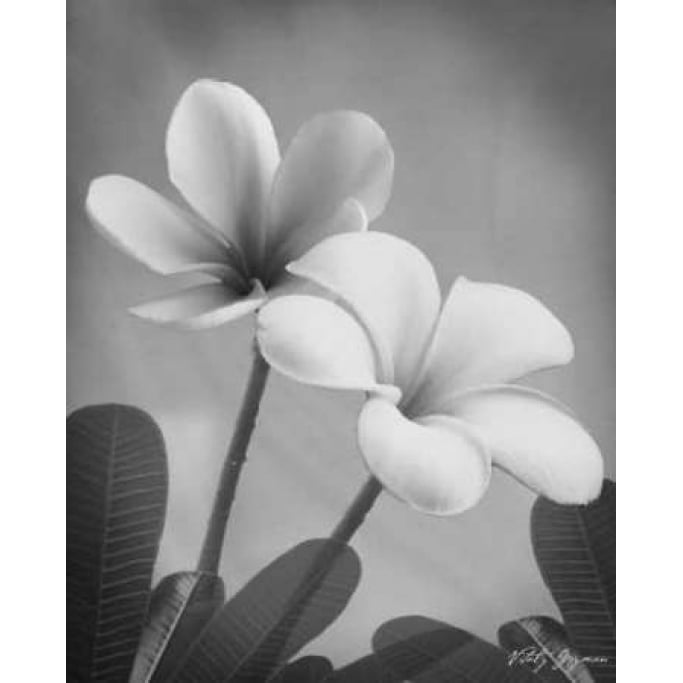 Plumeria II Poster Print by Vitaly Geyman-VARPDXVIT019 Image 2