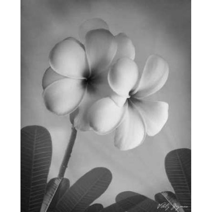 Plumeria I Poster Print by Vitaly Geyman-VARPDXVIT018 Image 2