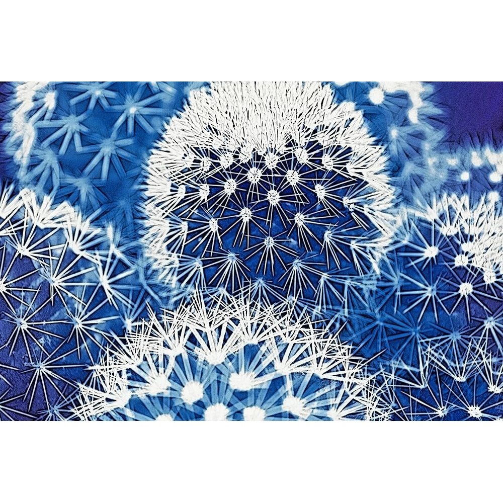 Blue and Prickly I Poster Print - Vincze-VARPDXVN001A Image 1