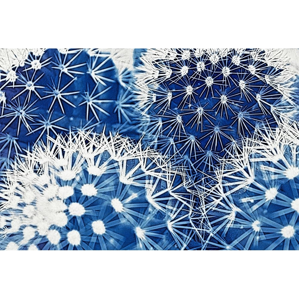 Blue and Prickly II Poster Print - Vincze-VARPDXVN002A Image 1