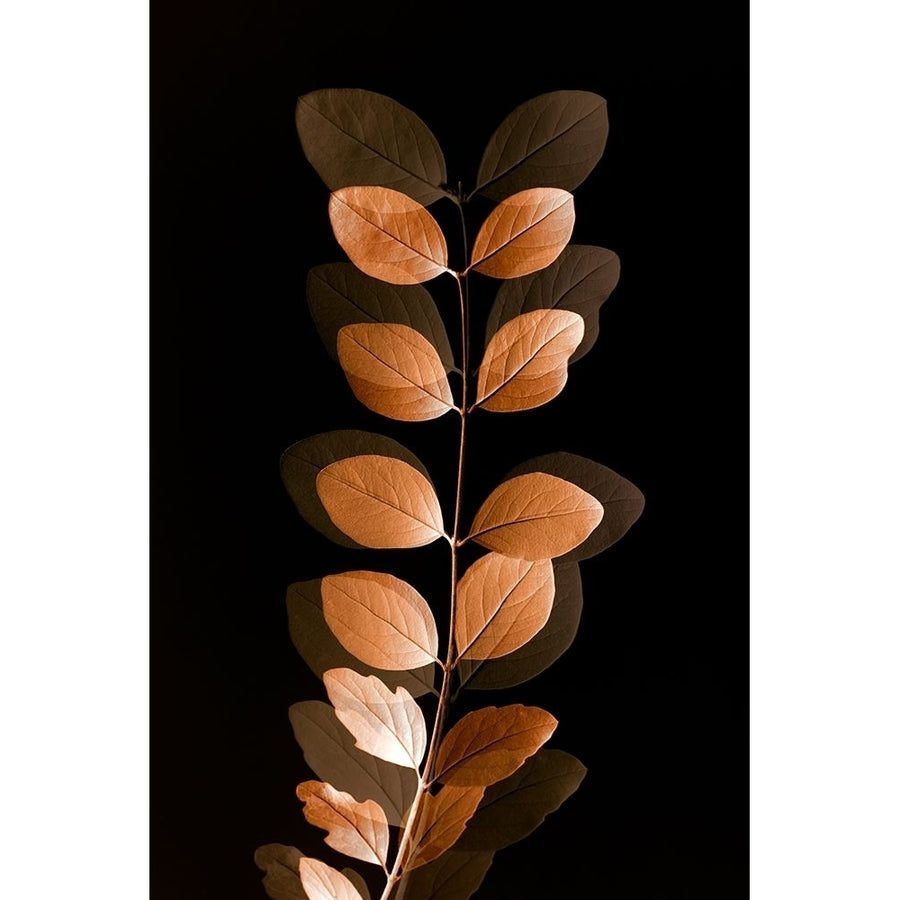 Fall Leaves 7 by Ian Winstanley-VARPDXW1155D Image 1