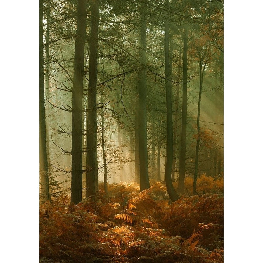 Wyre Forest 3 by Ian Winstanley-VARPDXW1151D Image 1