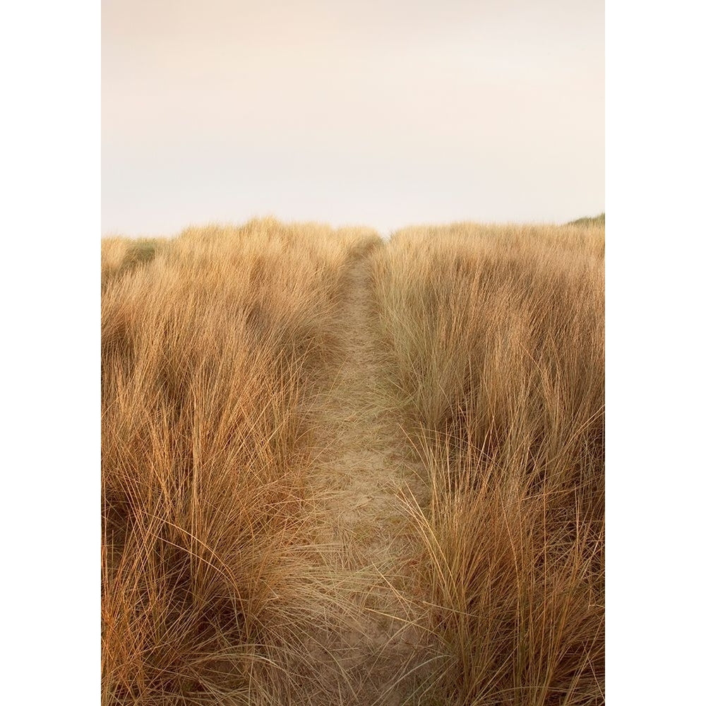 Dunes with Seagulls 6 by Ian Winstanley-VARPDXW1162D Image 1