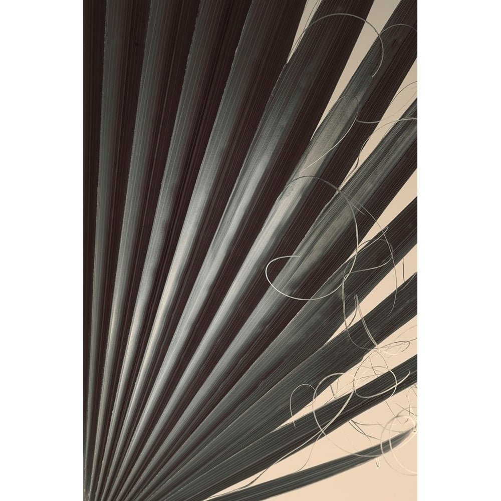 Fan Palm Detail 2 by Ian Winstanley-VARPDXW1177D Image 1