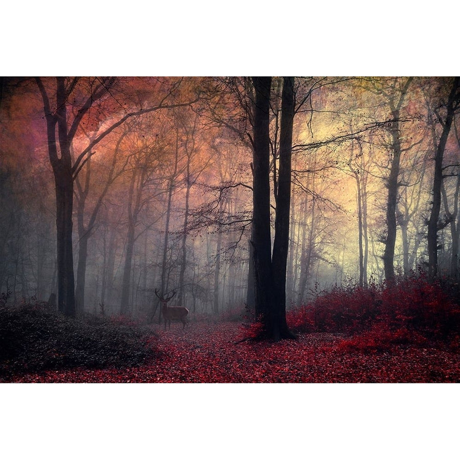 Forest Dream Poster Print - Dirk Wustenhagen-VARPDXW1317D Image 1