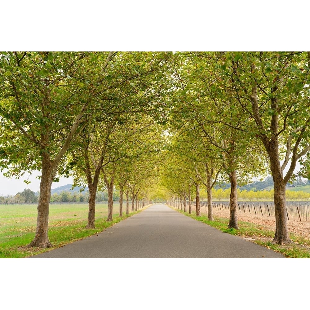 Alexander Valley Trees Poster Print - Richard Wong-VARPDXW1371D Image 1