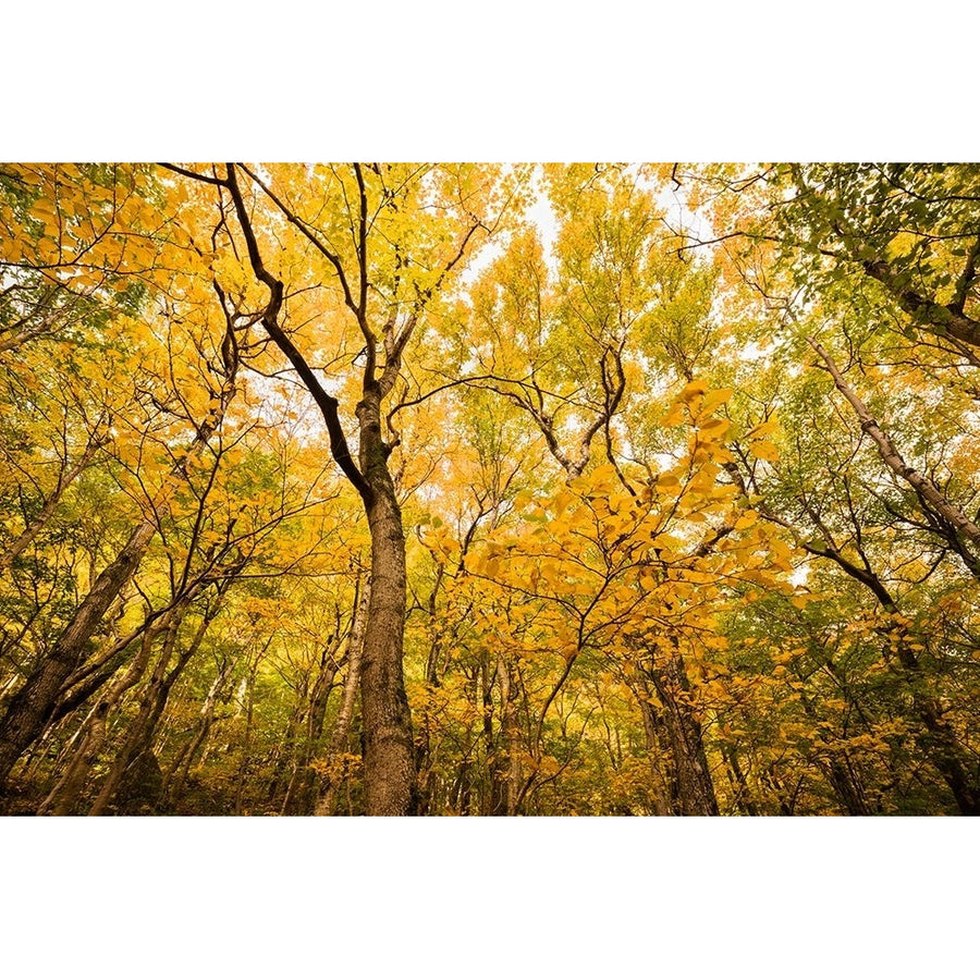 Smugglers Notch Poster Print - Richard Wong-VARPDXW1384D Image 1