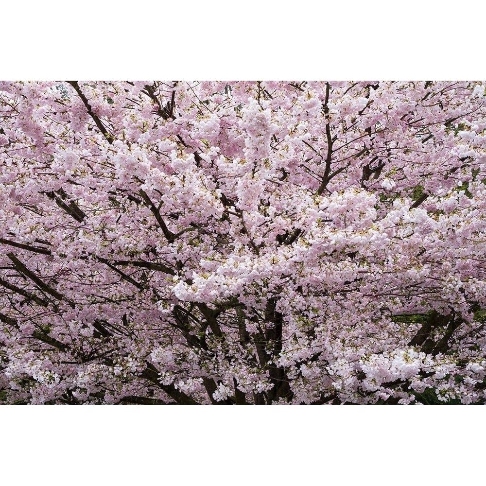 Stanley Park Cherry Tree Blossoms Poster Print - Richard Wong-VARPDXW1385D Image 1