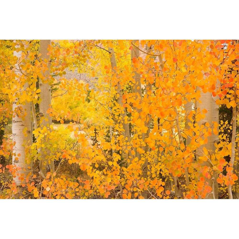 North Lake Aspen Poster Print - Richard Wong-VARPDXW1381D Image 1