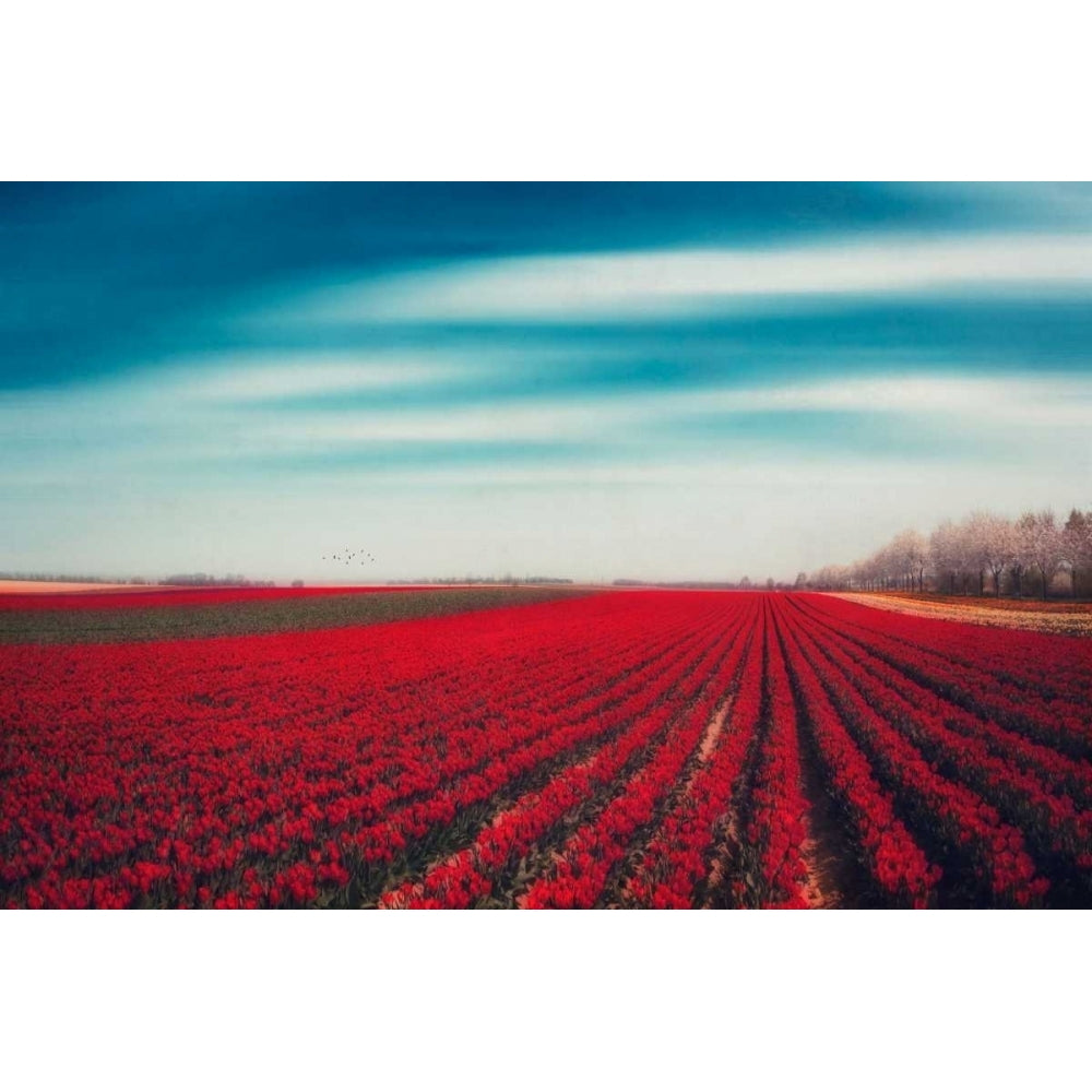 Tulips Poster Print by Dirk Wuestenhagen-VARPDXW898D Image 1