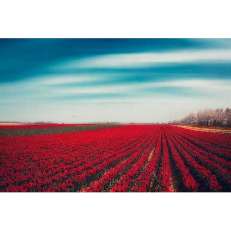 Tulips Poster Print by Dirk Wuestenhagen-VARPDXW898D Image 1