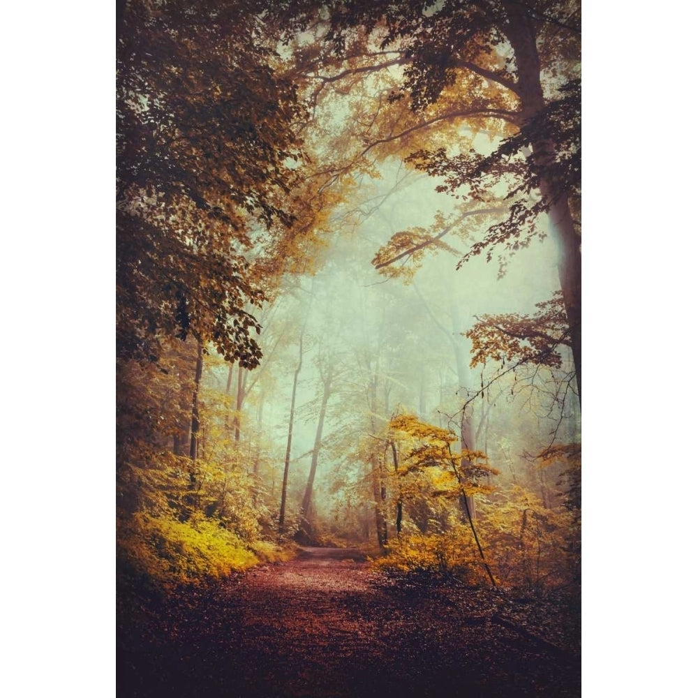 Silent Forest Poster Print by Dirk Wuestenhagen-VARPDXW893D Image 1