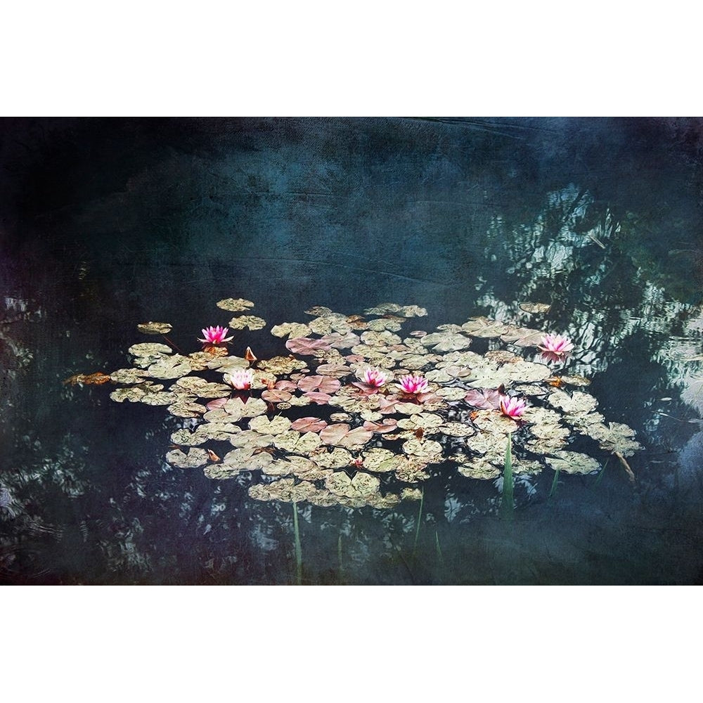 Waterlilies Poster Print by Dirk Wuestenhagen-VARPDXW958D Image 1