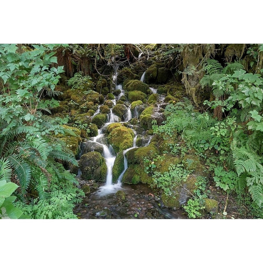 Fern Waterfall Poster Print by Lynda White-VARPDXW986D Image 1