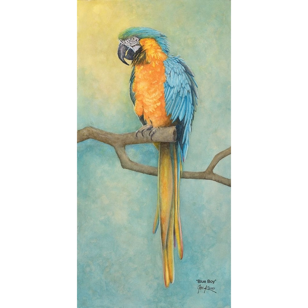 Macaw- Blue Boy Poster Print - Gene Rizzo-VARPDXWBBLUEBOY Image 1