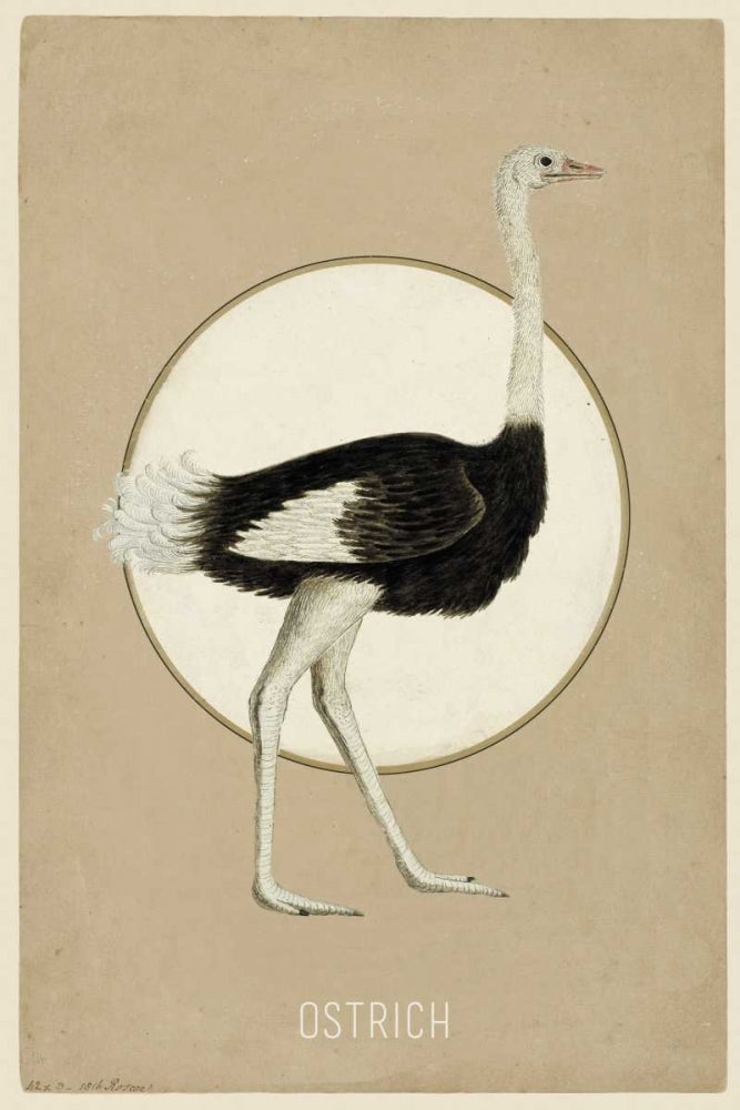 Ostrich Poster Print by Anne Waltz-VARPDXWE0026 Image 1