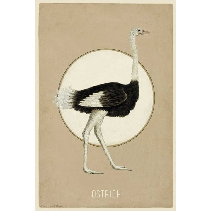 Ostrich Poster Print by Anne Waltz-VARPDXWE0026 Image 2