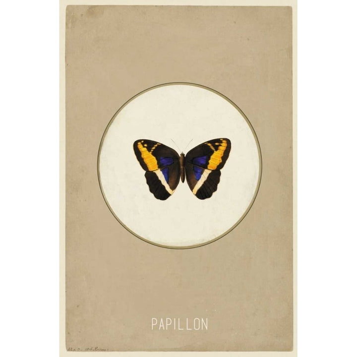 Papillion Poster Print by Anne Waltz-VARPDXWE0027 Image 2