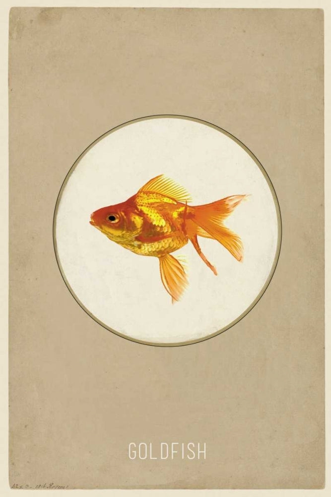 Goldfish Poster Print by Anne Waltz-VARPDXWE0028 Image 1