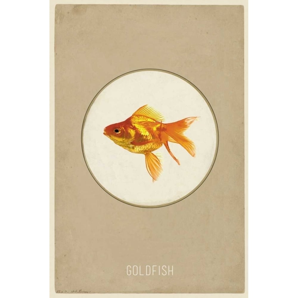 Goldfish Poster Print by Anne Waltz-VARPDXWE0028 Image 2