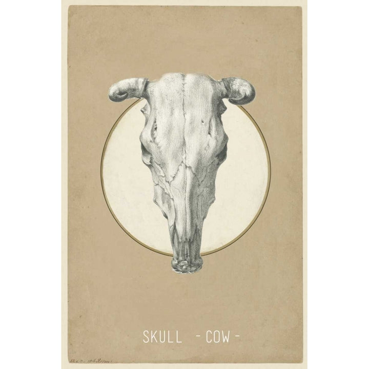 Skull Poster Print by Anne Waltz-VARPDXWE0030 Image 1