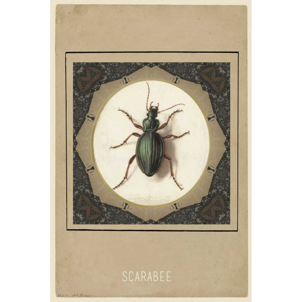 Scarabee Poster Print by Anne Waltz-VARPDXWE0033 Image 1