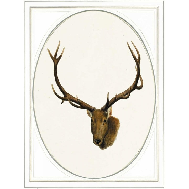 Deer Ii Poster Print by Anne Waltz-VARPDXWE0041 Image 2