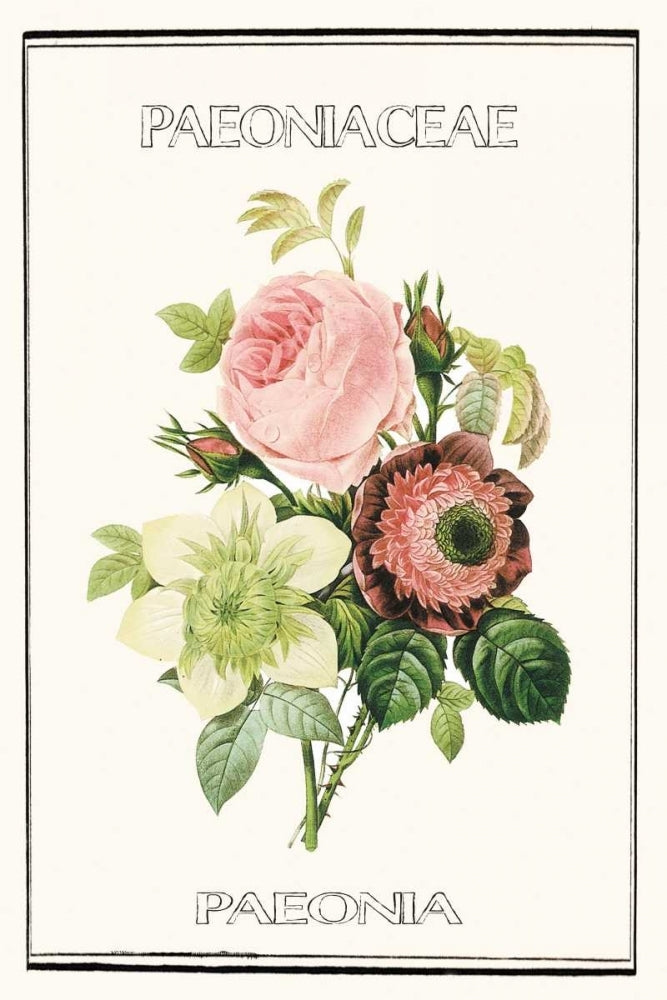 Paeno rose Poster Print by Anne Waltz-VARPDXWE0073 Image 1