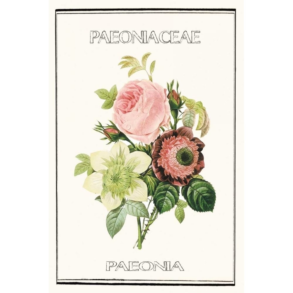 Paeno rose Poster Print by Anne Waltz-VARPDXWE0073 Image 2