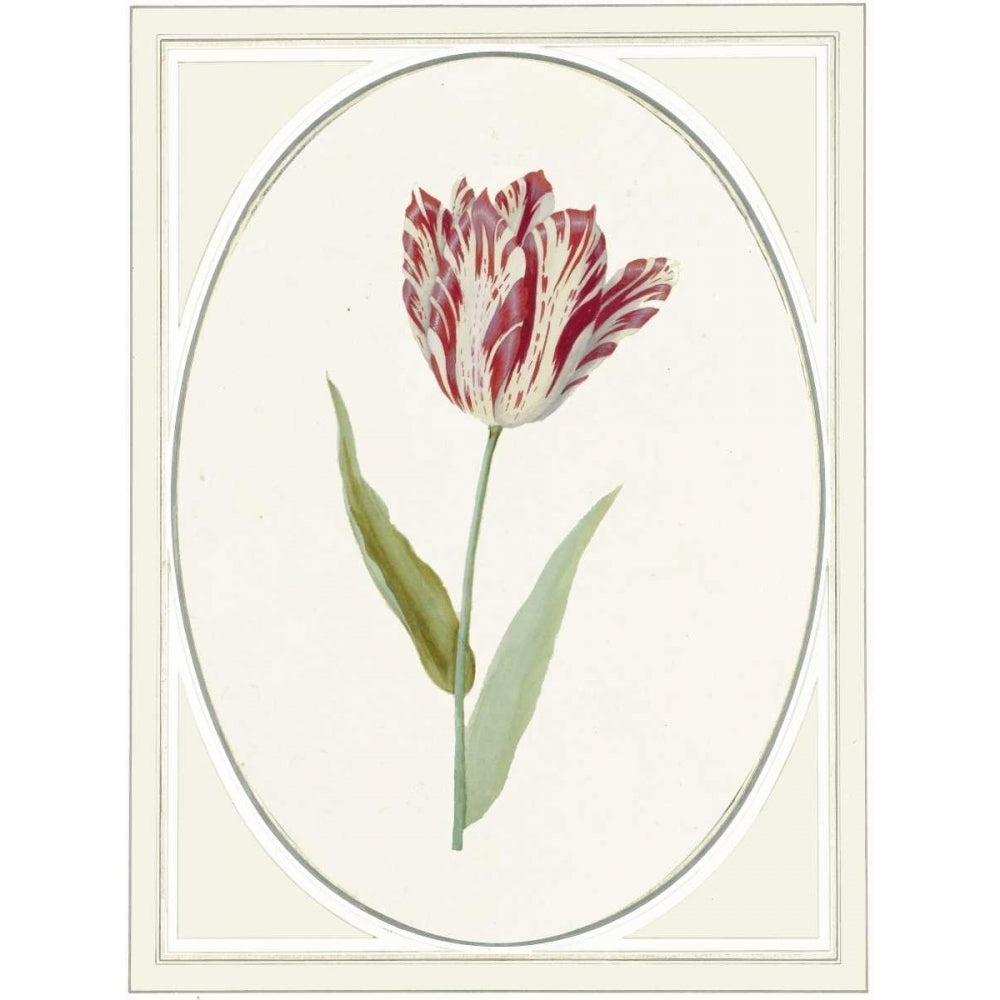 Tulipa V Poster Print by Anne Waltz-VARPDXWE0080 Image 1