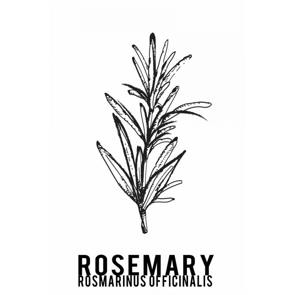 Rosemary herbs Poster Print by Anne Waltz-VARPDXWE0065 Image 1