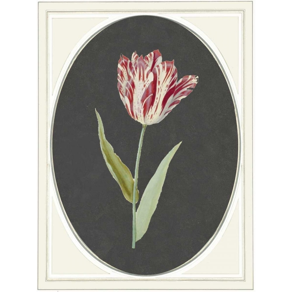 Kaiser Tulip Poster Print by Anne Waltz-VARPDXWE0082 Image 2