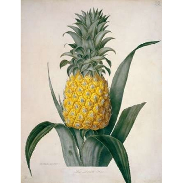 The Queen Pineapple Poster Print by William Hooker-VARPDXWH03 Image 2