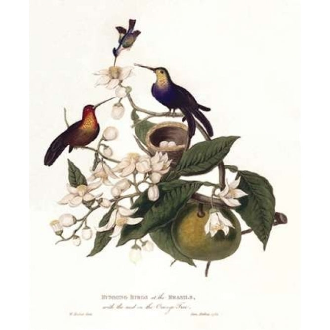 Humming Birds Poster Print by William Hooker-VARPDXWH06 Image 1