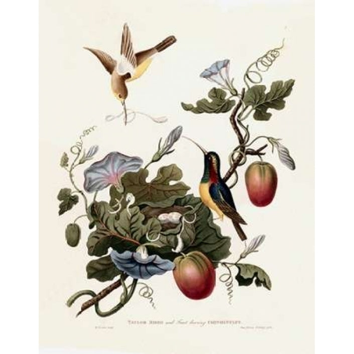 Taylor Birds Poster Print by William Hooker-VARPDXWH05 Image 2