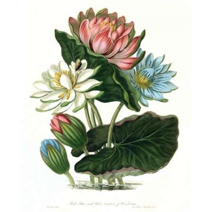 Lotus Poster Print by William Hooker-VARPDXWH07 Image 2