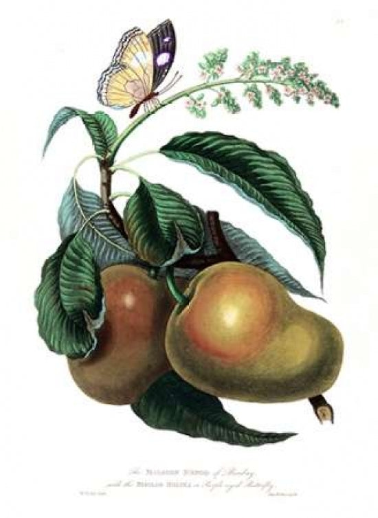 Mango with Butterfly Poster Print by William Hooker-VARPDXWH08 Image 1