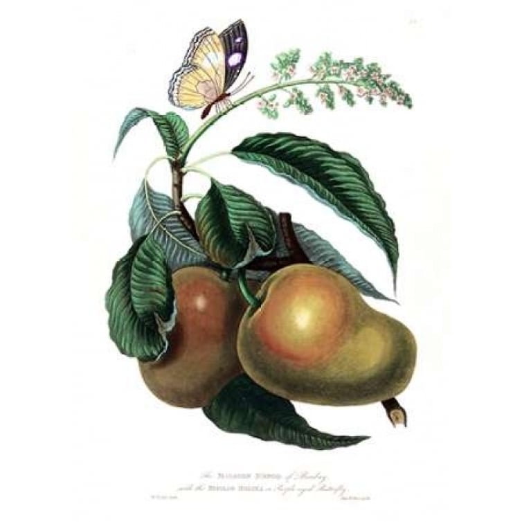 Mango with Butterfly Poster Print by William Hooker-VARPDXWH08 Image 2