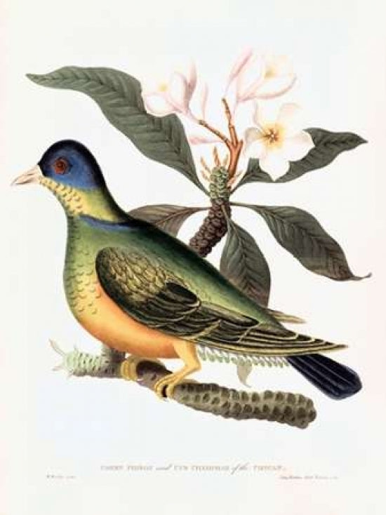 Green Pigeon Poster Print by William Hooker-VARPDXWH10 Image 1