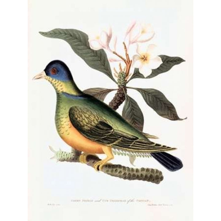 Green Pigeon Poster Print by William Hooker-VARPDXWH10 Image 1